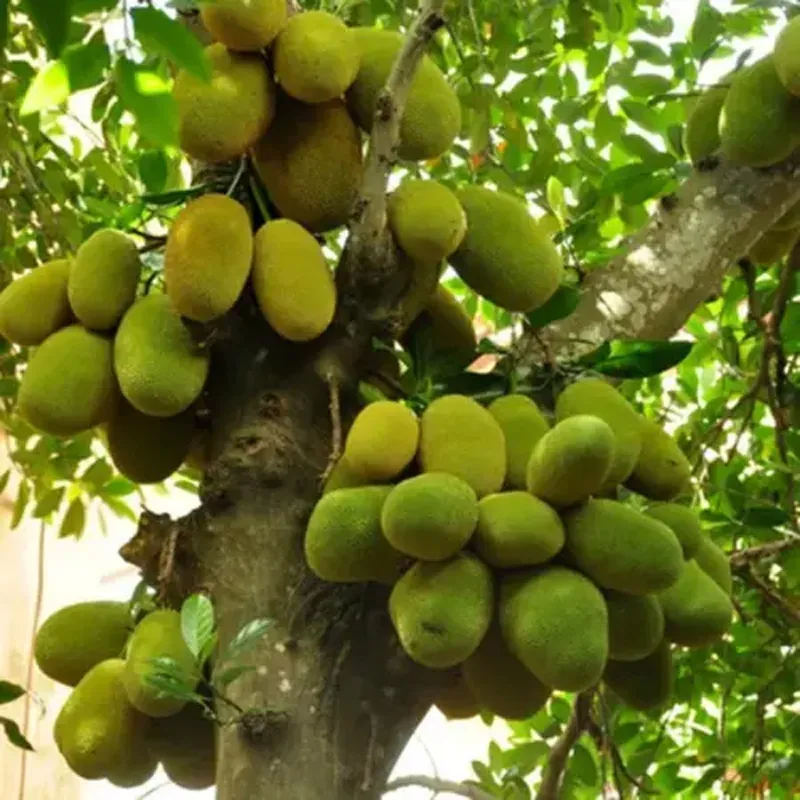 jackfruit panruti