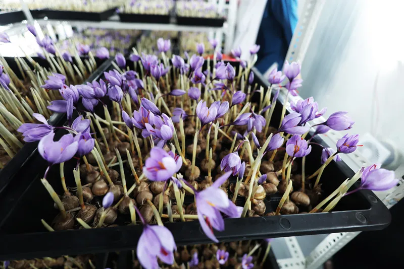 saffron blooming