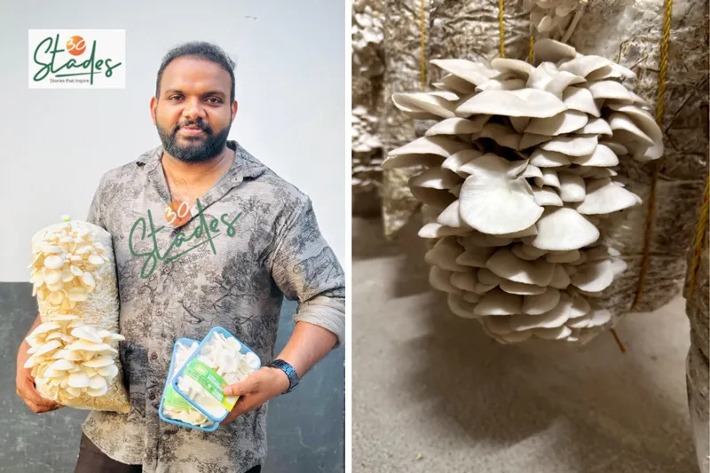daily mushroom harvest is 75 to 100 kg