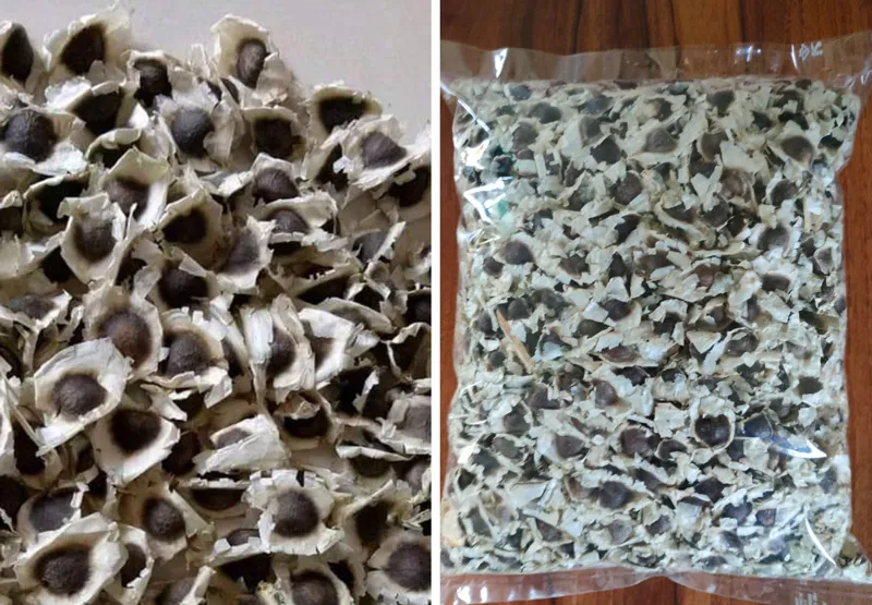 moringa seeds