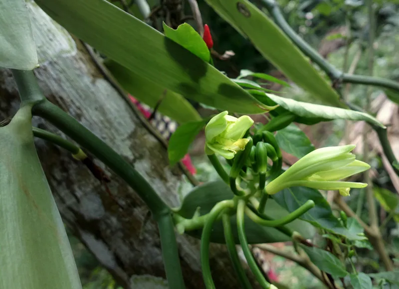 vanilla flower