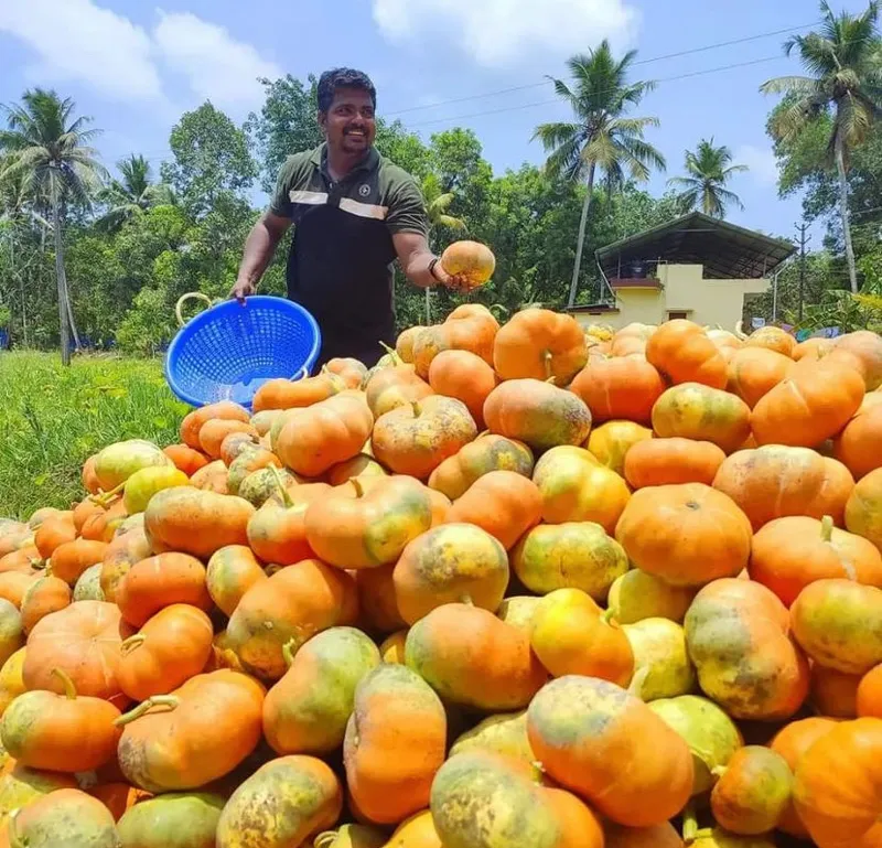 organic pumpkins sujith