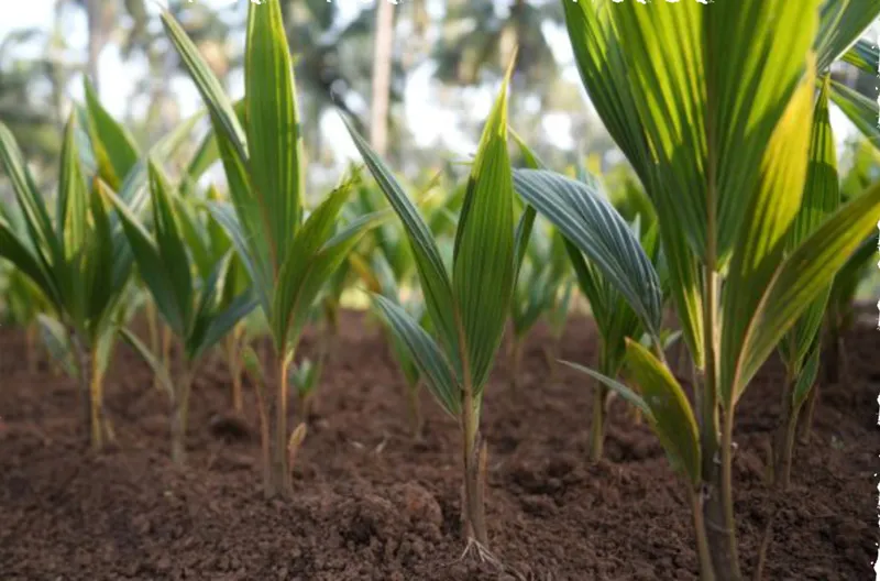 seedlings of coconut