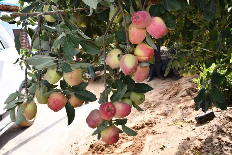 Rajasthani apples