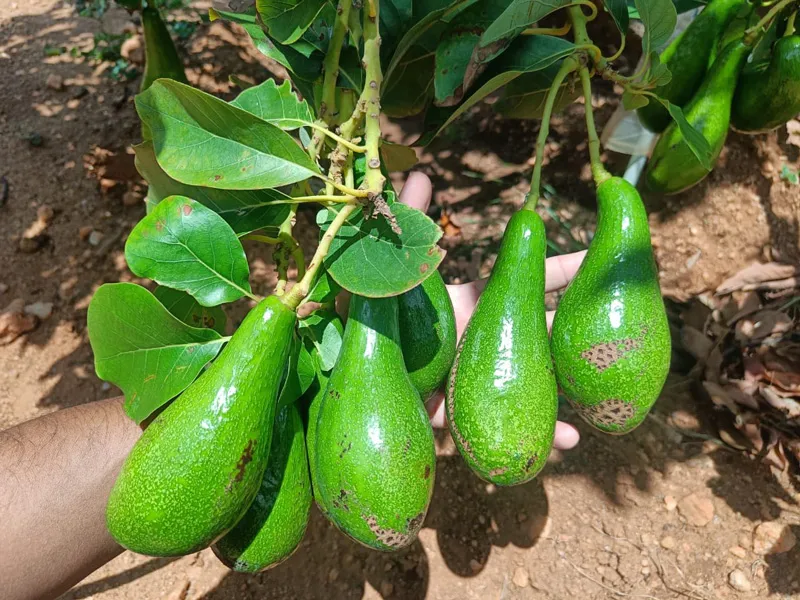 avocados at varkey george farm