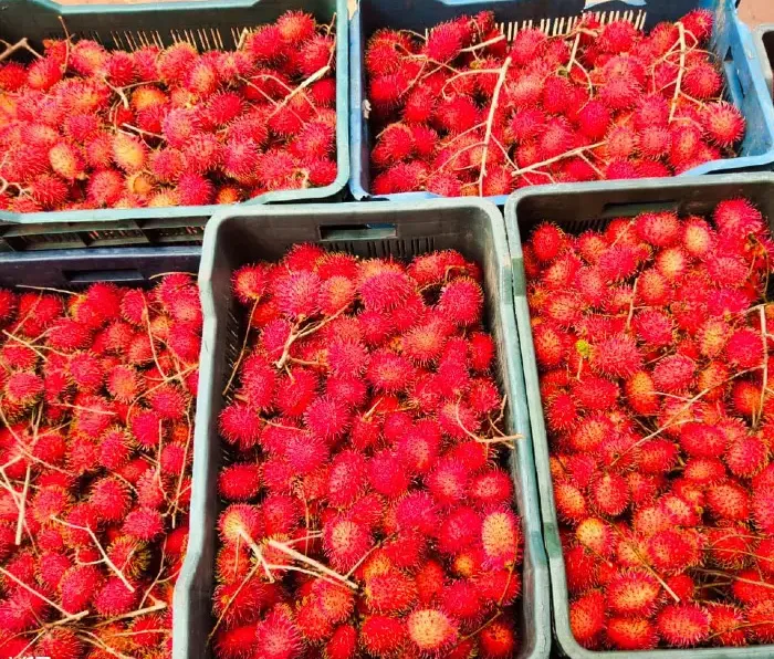 harvested rambutan