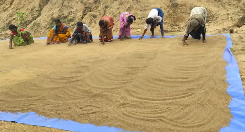 sundrying millets