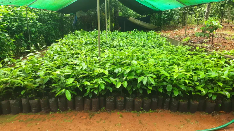 nutmeg nursery