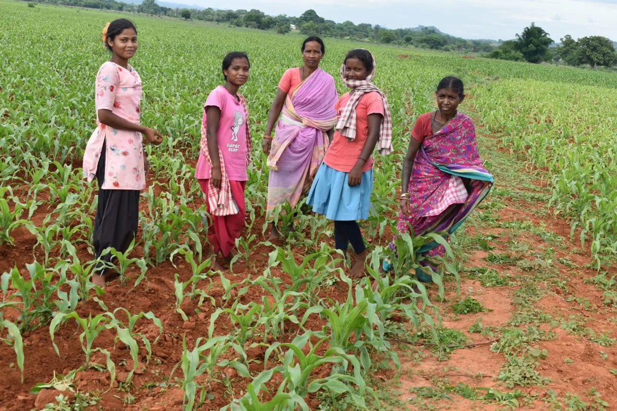 tribal women growers or maize