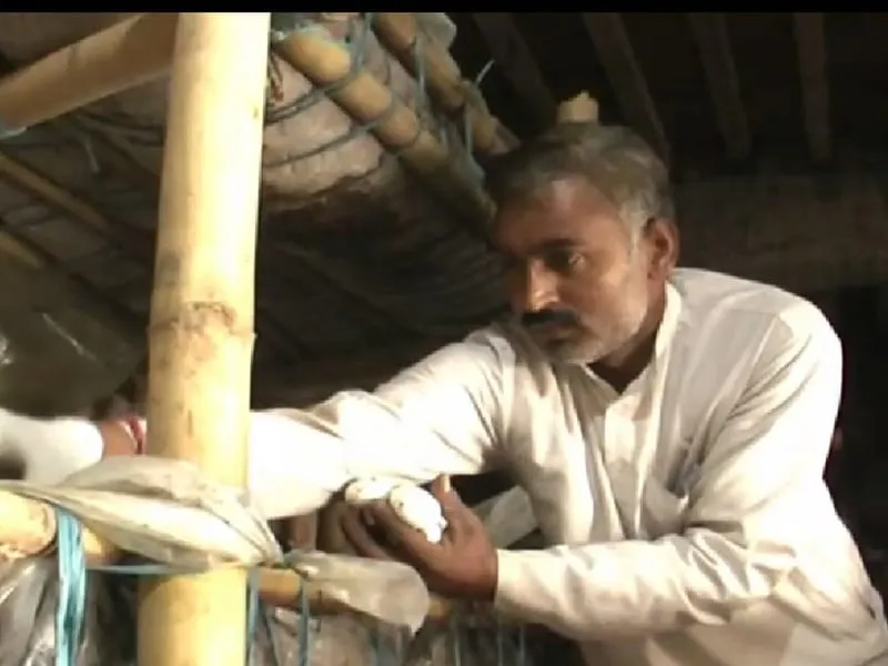 ashok vashist harvesting mushroom jind