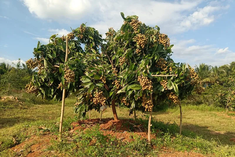 longan trees