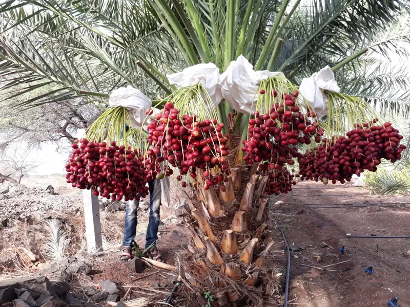 khuneji variety date palm pilani