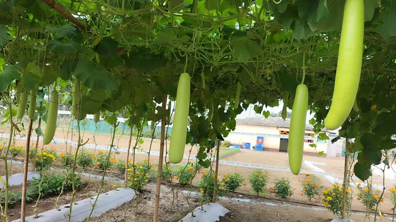 organic bottle gourds