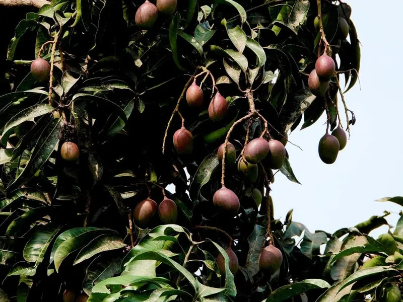 black mangoes