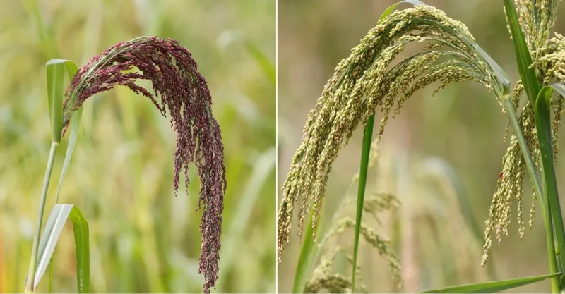 kala black millet