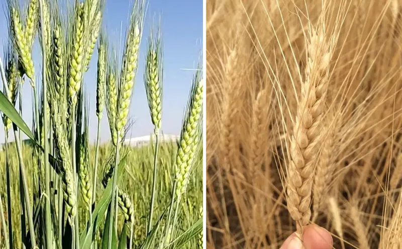wheat at narmada natural farms