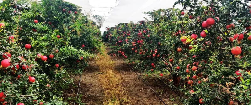 dense cultivation