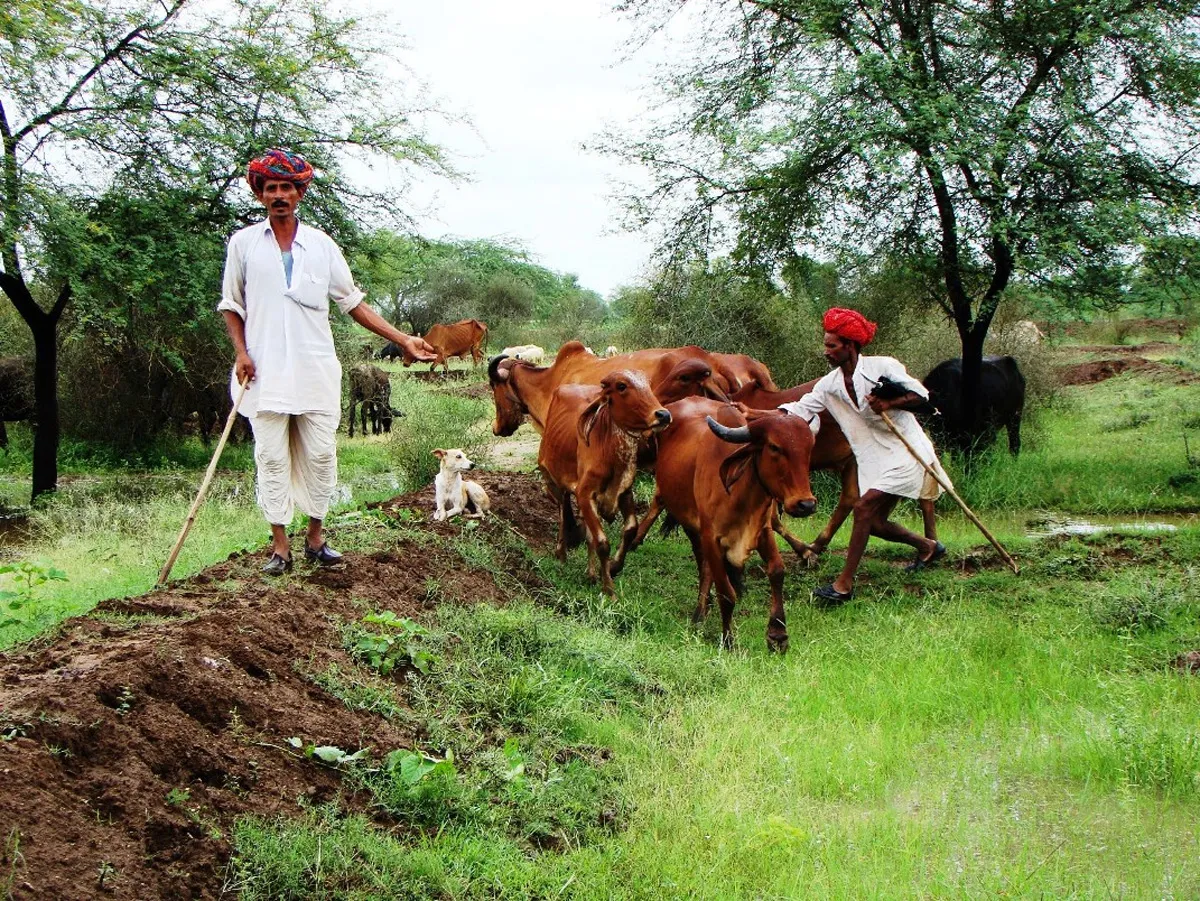 Pastureland development by Chauka System