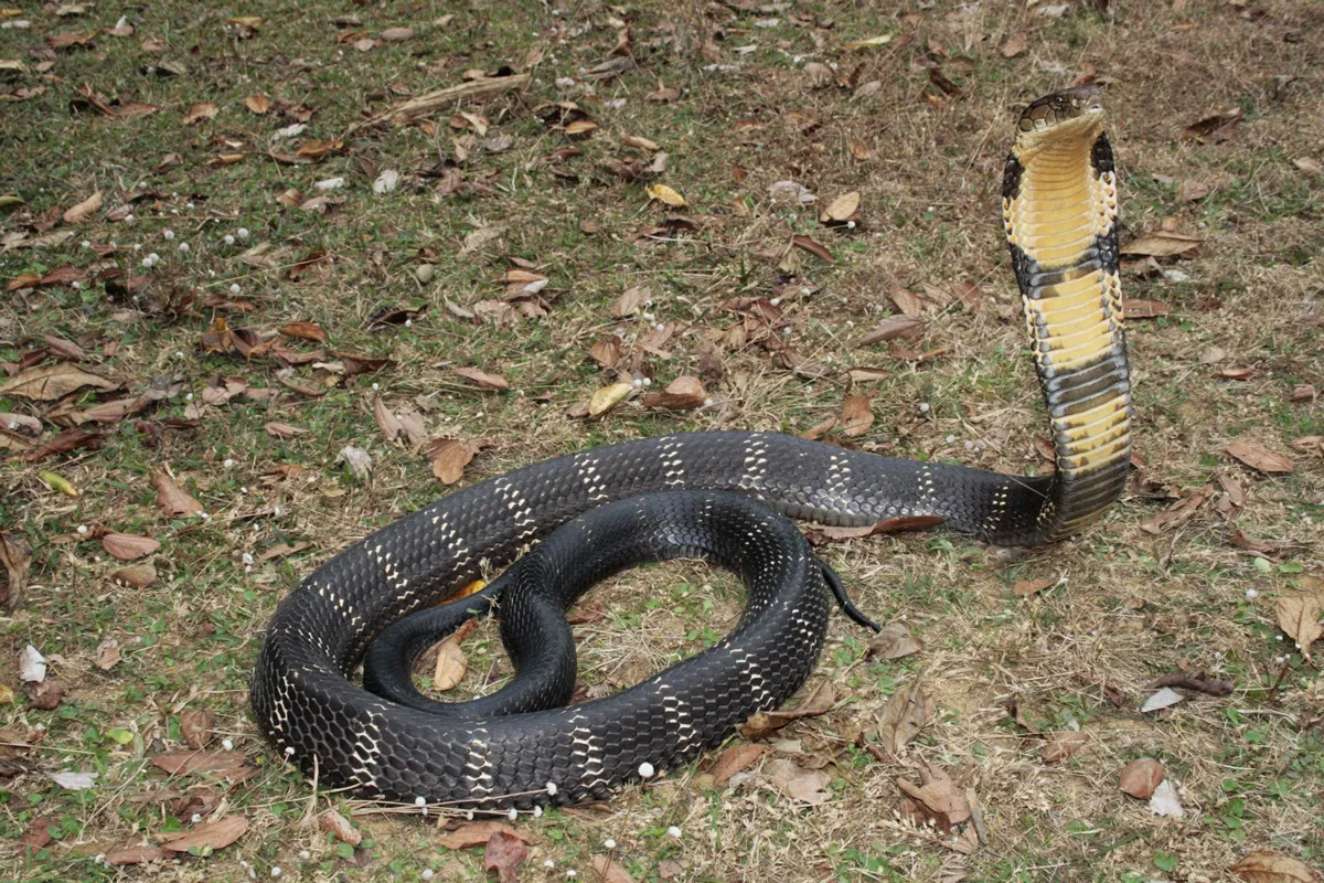 king cobra