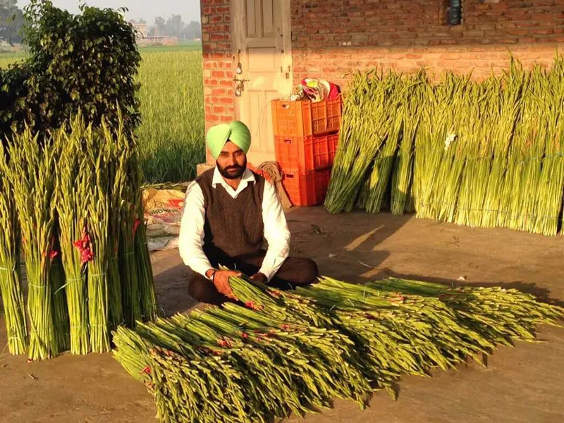 Gurwinder singh with harvest