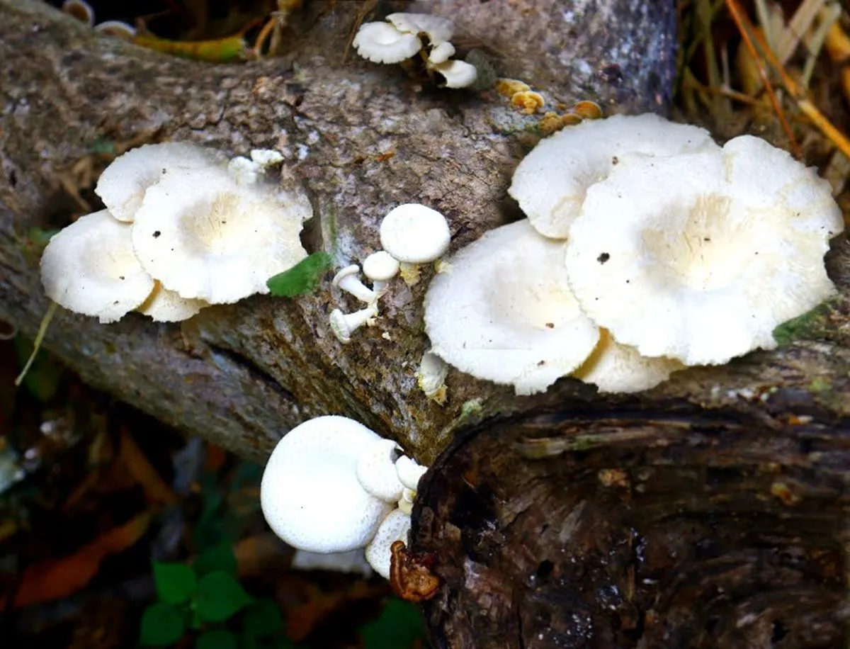 mango tree mushroom