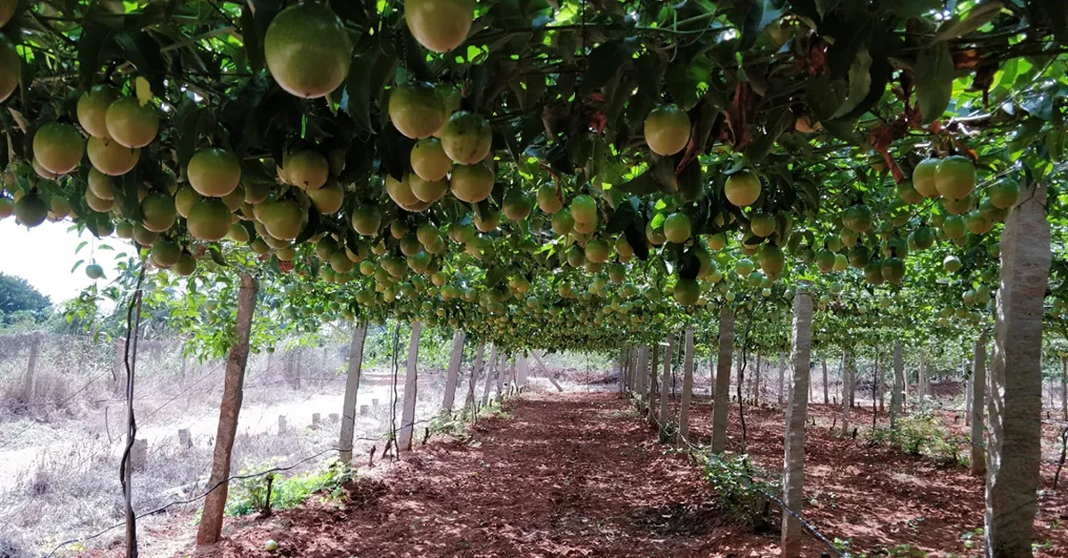 passion fruit plants