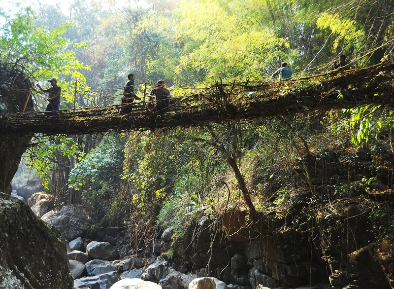 living root bridge