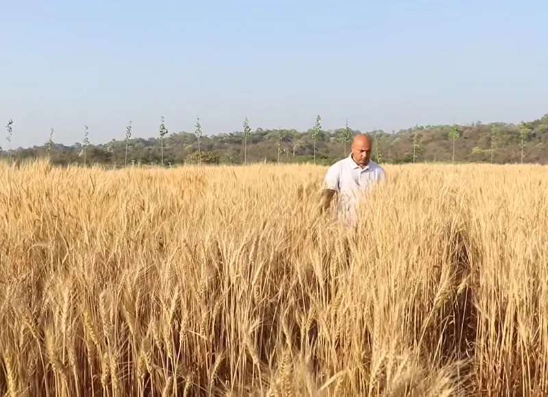 wheat varieties