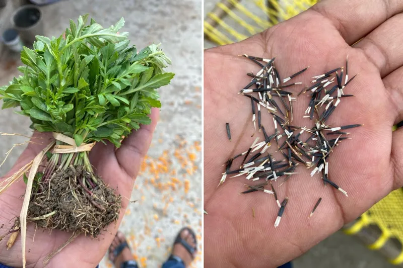 Saplings and seeds