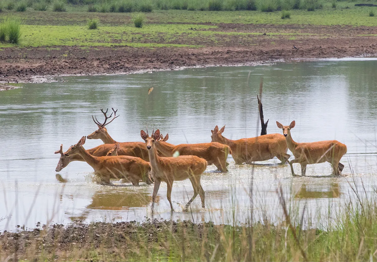 barasingha