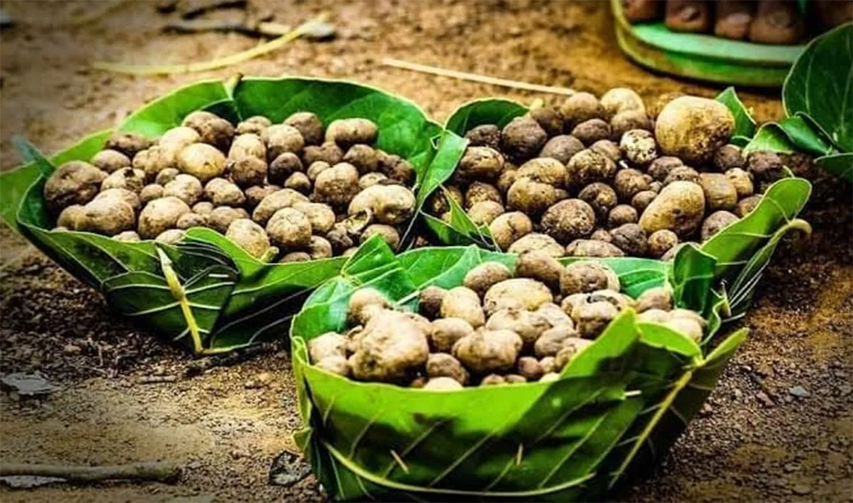 Rugda mushroom of Jharkhand