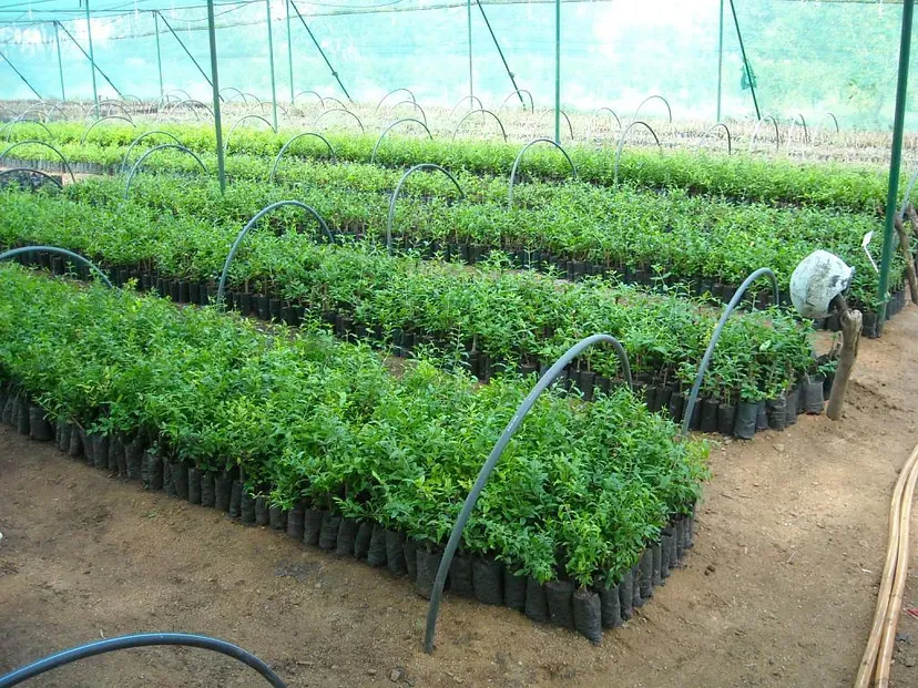 NURSERY OF POMEGRANTES