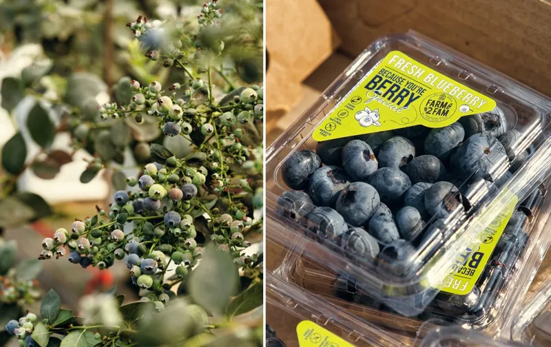 harvested bluberry