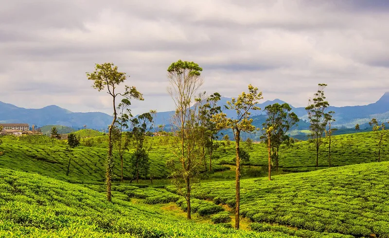 tea estate valparai