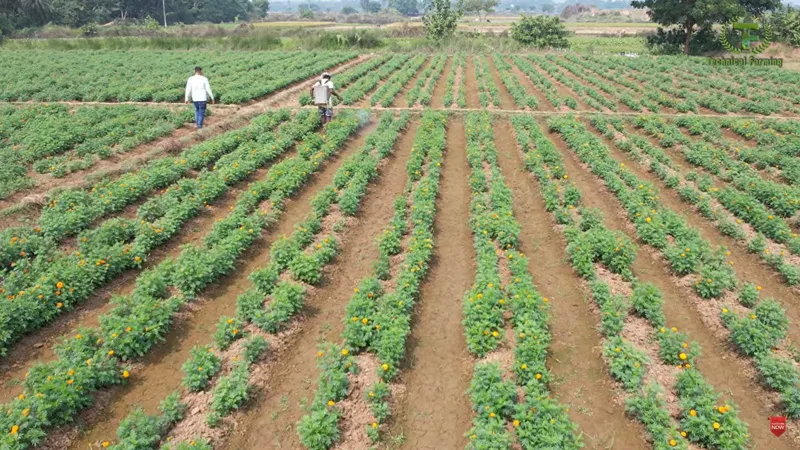 13 acre farm of arup kumar ghosh