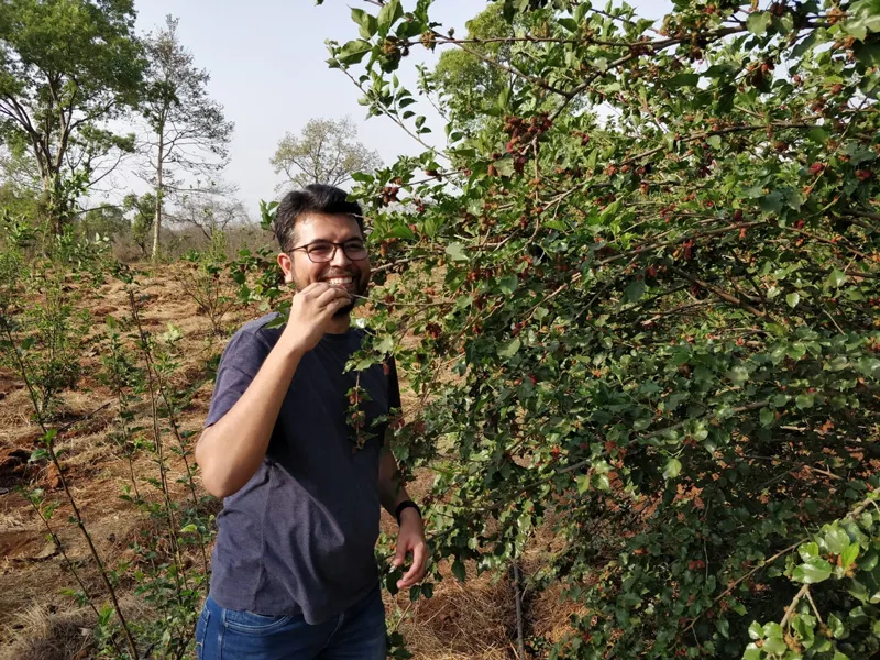 mulberries thakkar farm