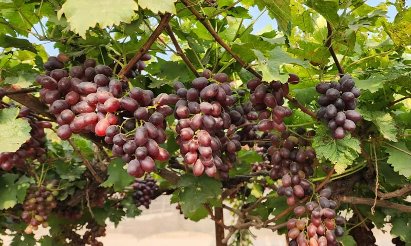 grapes in full bloom