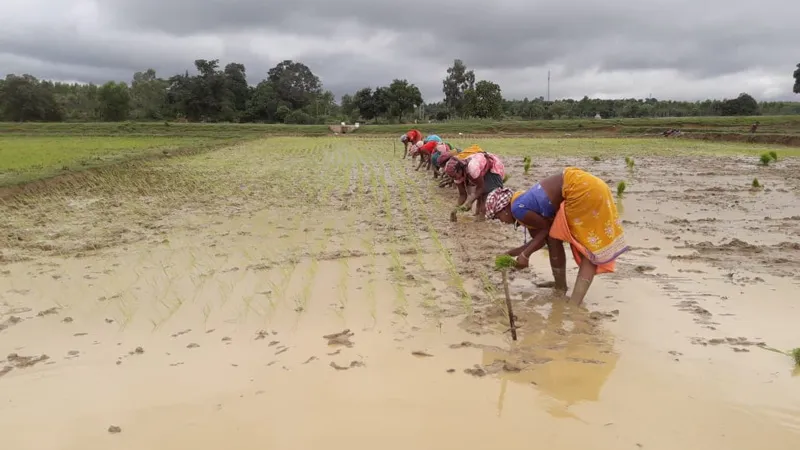 transplanting paddy