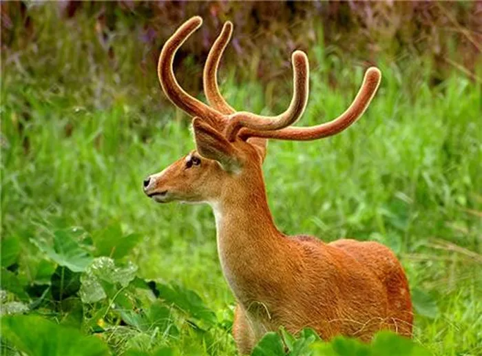 sangai or dancing deer at loktak