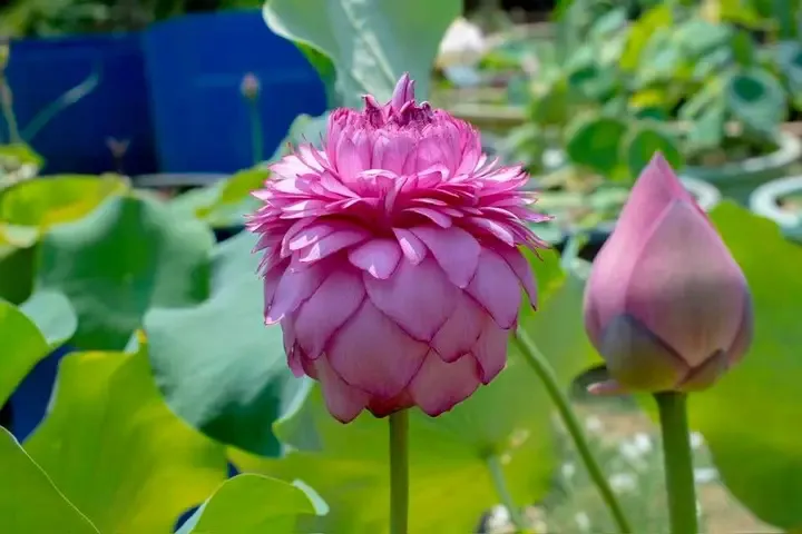 rare lotus 