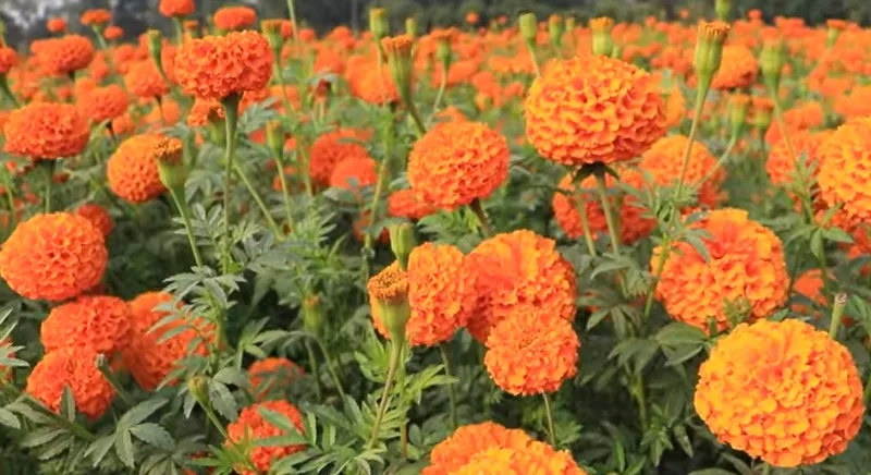 tennis ball marigold at arup ghosh farm