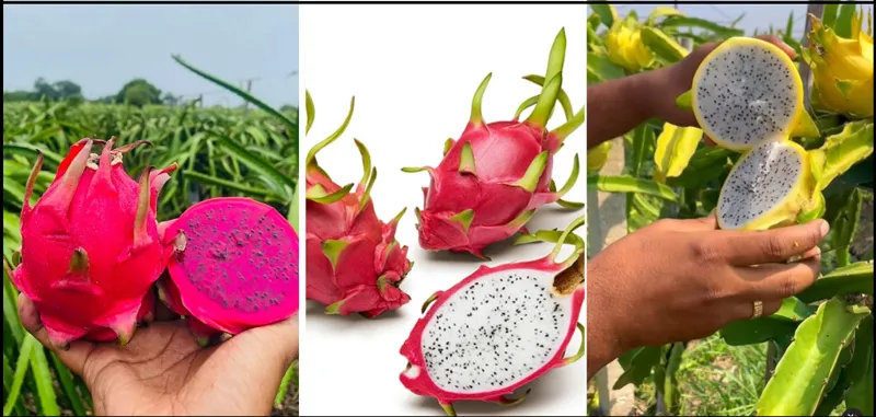 three types of dragon fruit