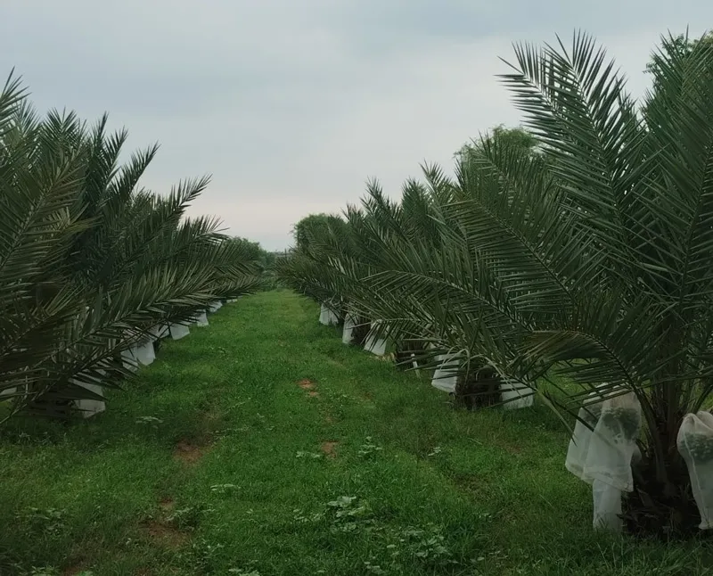 tree gap in date palm organic farming