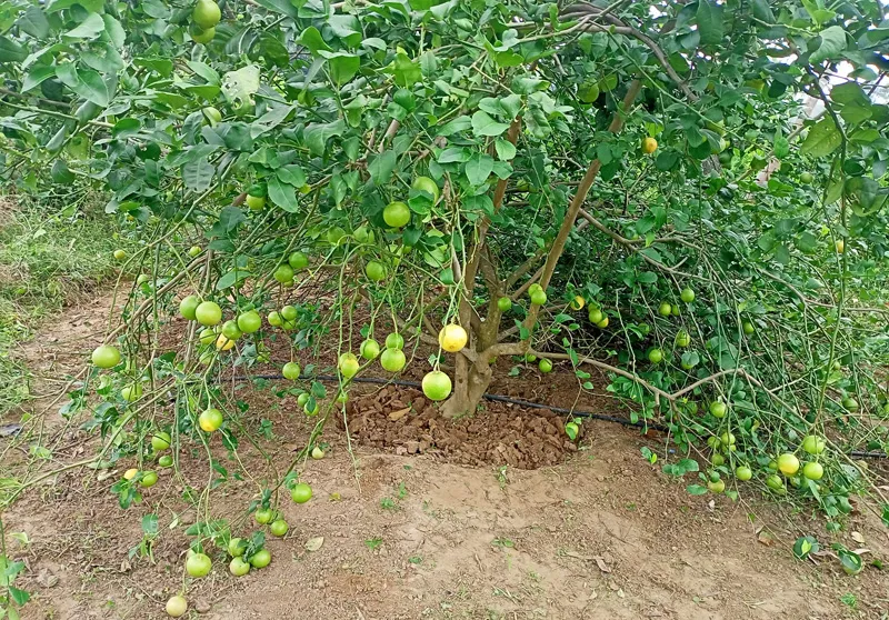 tree laden lemon