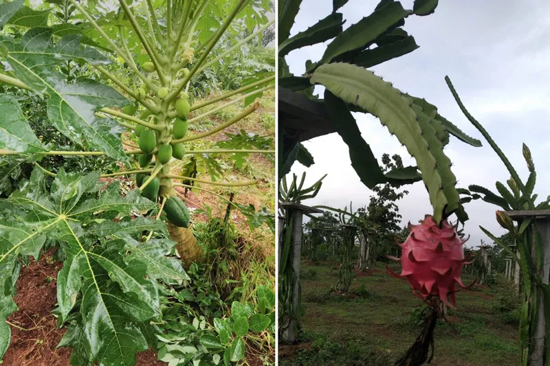 thakkar farms karjat fruits