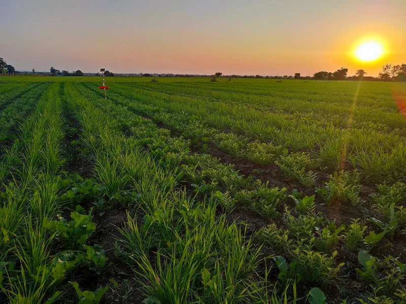 wheat chana intercropping