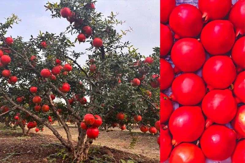 fruits at akshay's farm