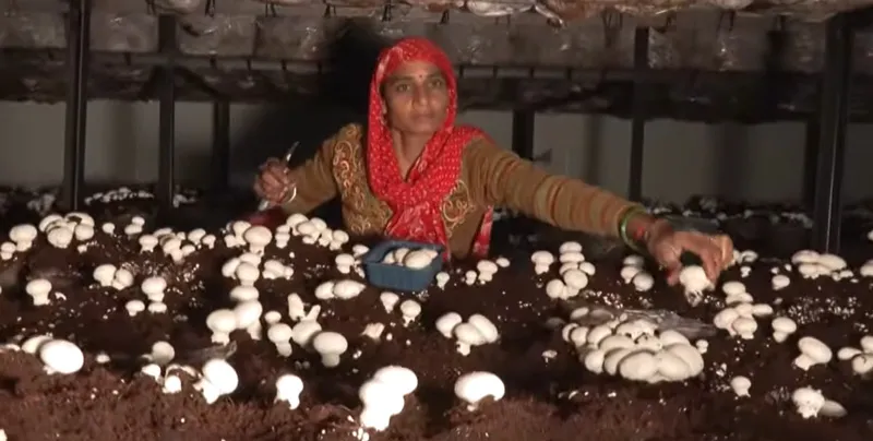 worker harvesting mushroom