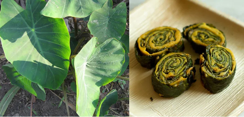 colocasia leaves and patrode