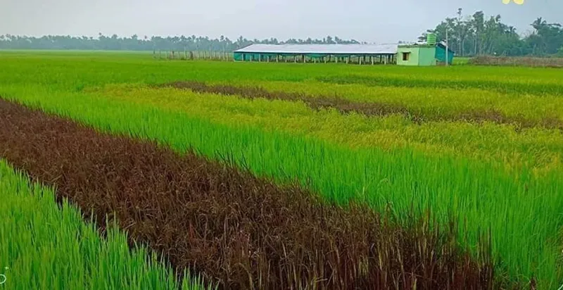 conservation of paddy